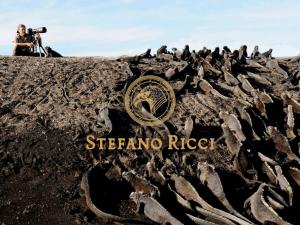 Stefano Ricci Galapagos 4